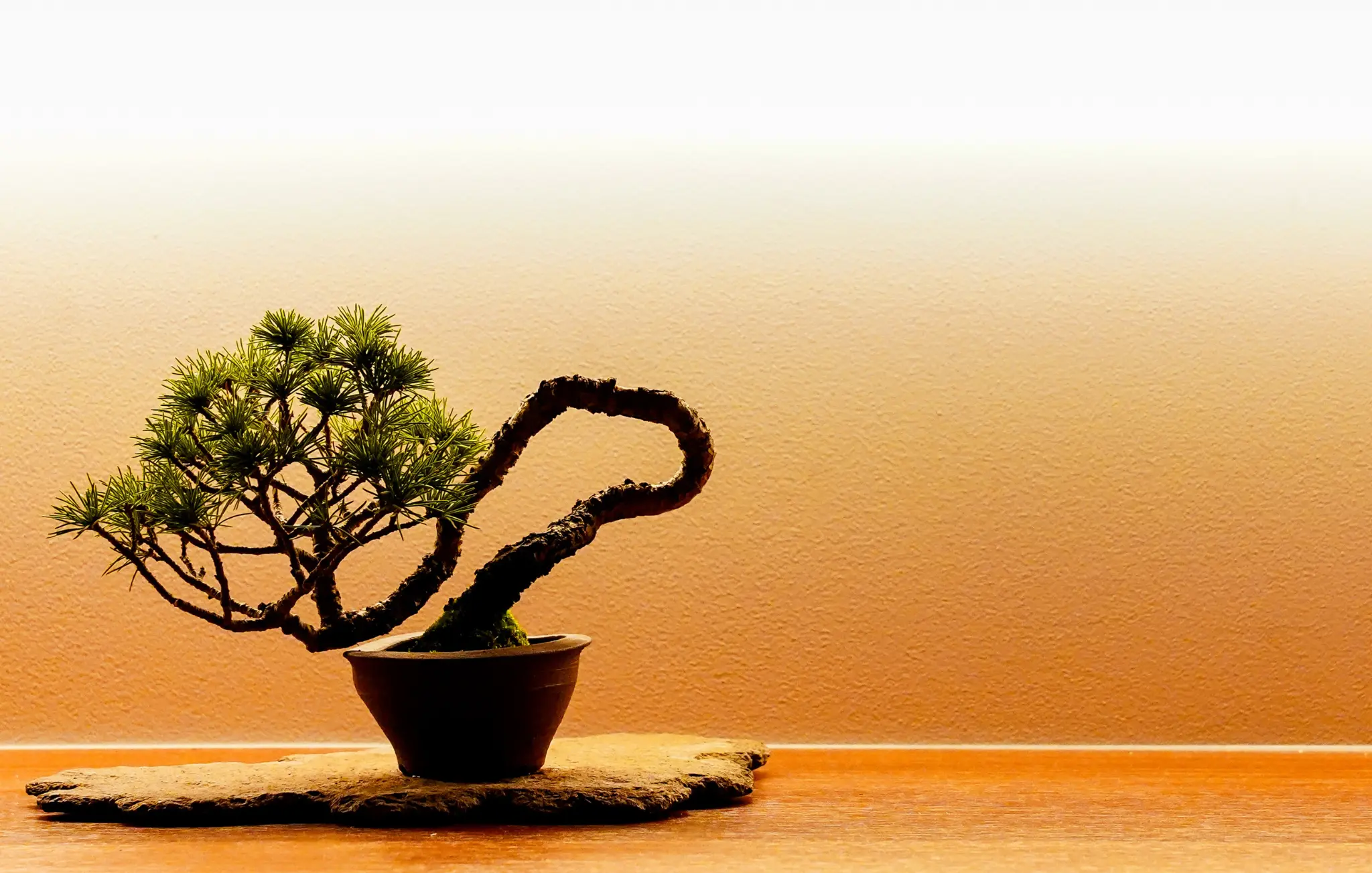 RIVERSIDE SAKI Bonsai